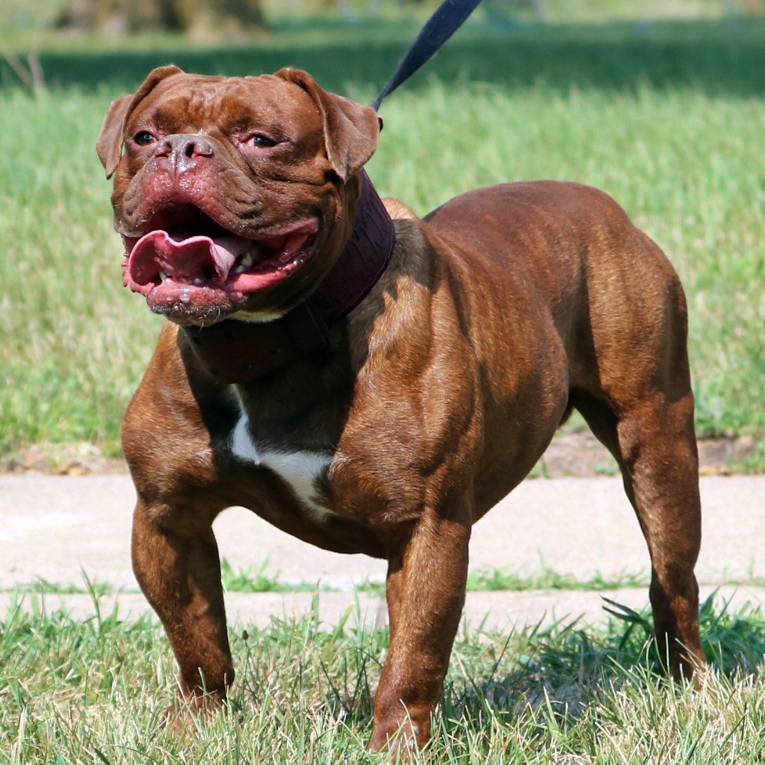 Evolution olde cheap english bulldogge
